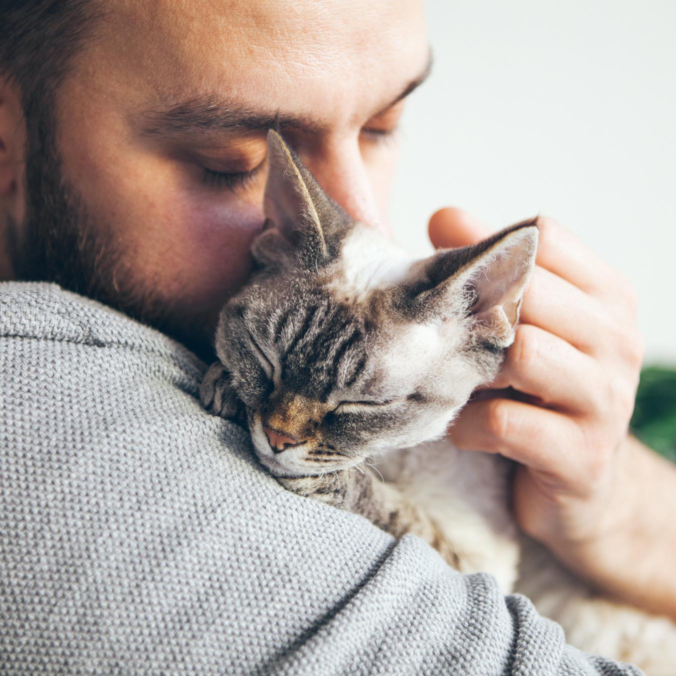 Have You Hugged Your Cat Today?
