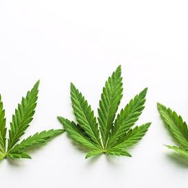 marijuana leaf royals cannabis shop spokane